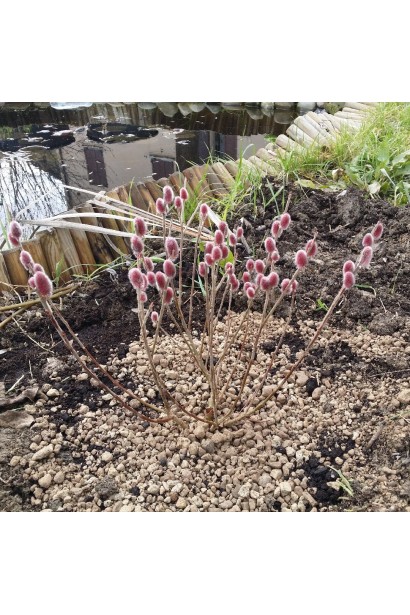 Верба рожева Маунт Асо 